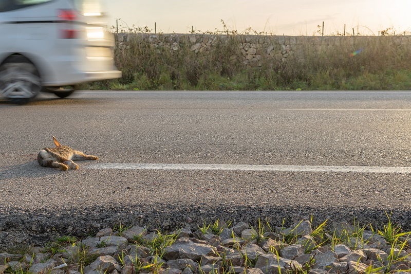 Ein Überfahrener Hase wobei der Fahrer Fahrerflucht begangen hat