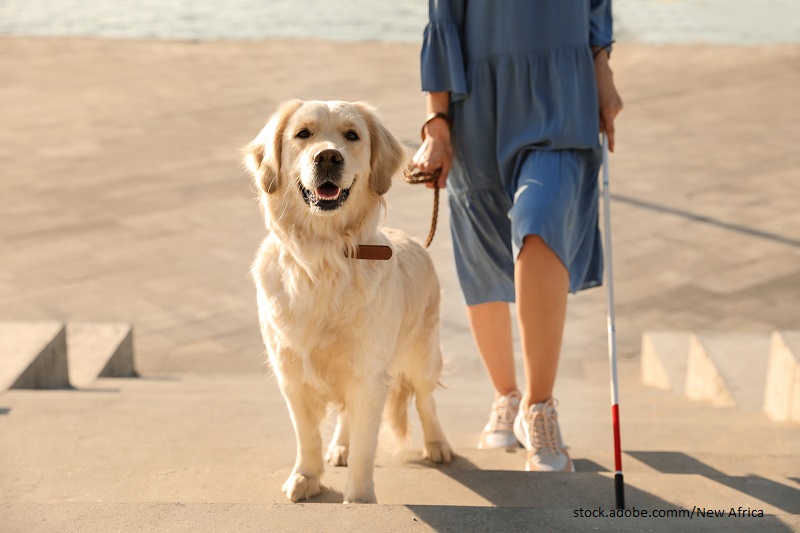 Assistenzhund der eine Blinde Frau die Treppe hochführt