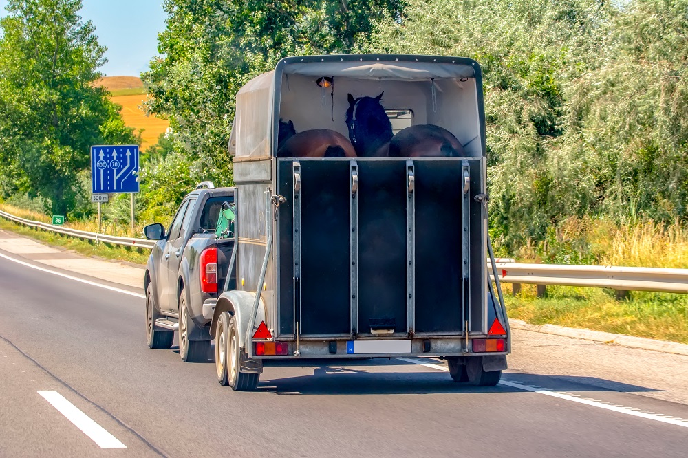 Auto mit Pferdeanhänger auf der Straße