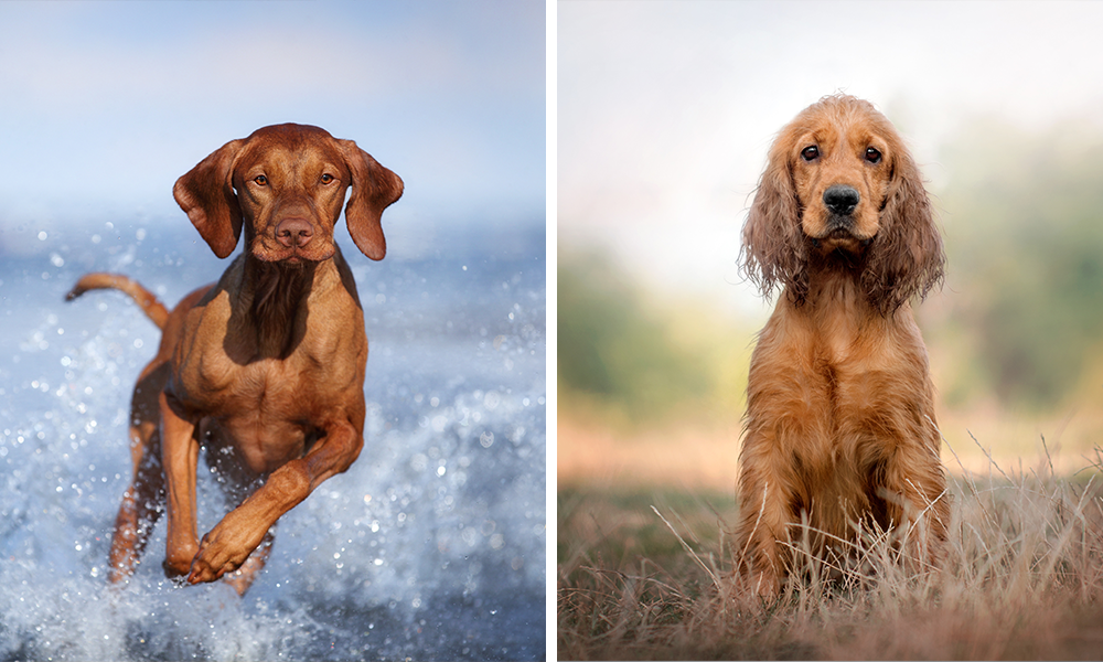 Vizla und Cockerspaniel