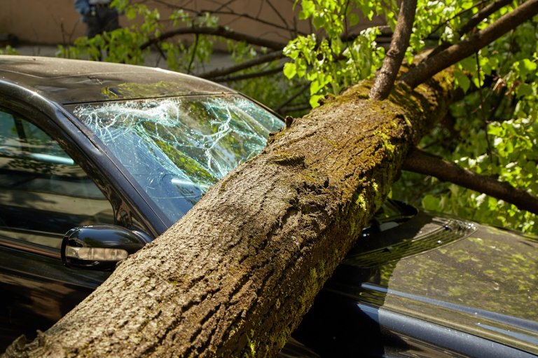 Sturmschaden Baum zerstört Auto