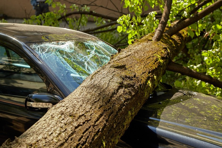 Sturmschaden Baum zerstört Auto